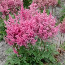 Astilbe du Japon 'Rheinland' : godet de 9x9 cm