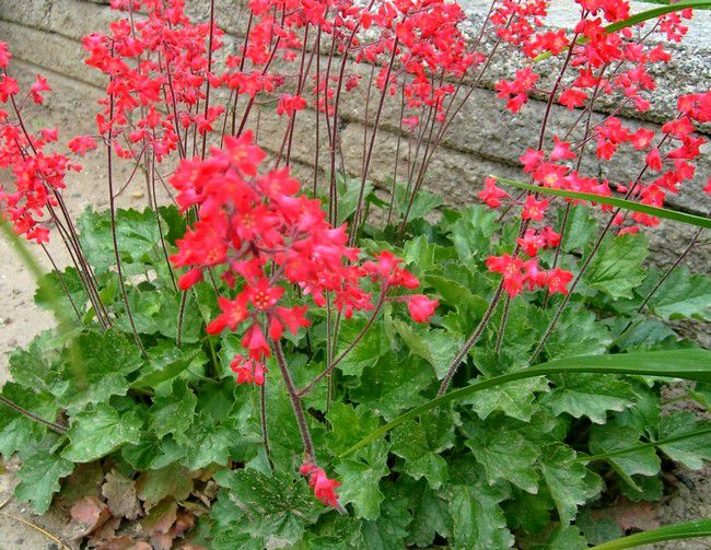 HEUCHERA BRIZOÏDES 'PLUIE DE FEU' - Heuchera X Brizoïdes 'Pluie de feu' : Godet de 9x9 cm - Jardin des gazelles - Jardinerie en ligne