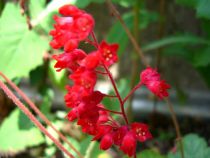 Heuchera X Brizoïdes 'Pluie de feu' : Godet de 9x9 cm