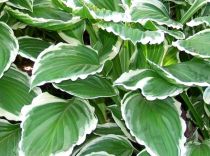 Hosta Undulata Var. Albomarginata : Godet 9x9 cm