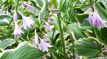 Hosta Undulata Var. Albomarginata : Godet 9x9 cm