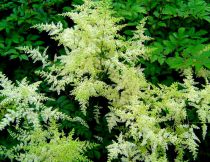 Astilbe du Japon 'Deutschland' : Godet de 9x9 cm