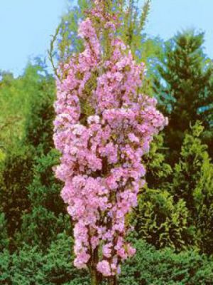 Cerisier � fleurs du Japon / Serrulata Amanogawa : tailles 60/80- pot de 3 litres