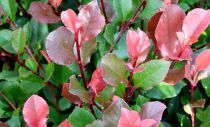 Photinia Fraseri Little Red Robin  : Taille 30/40 cm - Pot de 3 litres