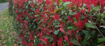 Photinia Fraseri Little Red Robin  : Taille 30/40 cm - Pot de 3 litres