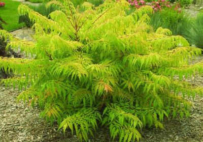 Sumac de Virginie Tiger Eyes� : Taille 40/60 cm - Pot de 3 litres