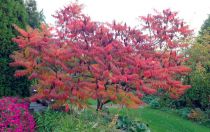 Sumac de Virginie 'Dissecta' : Taille 60/80 cm - Pot de 5 litres