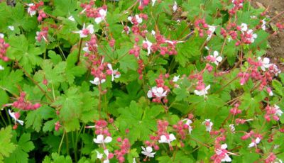 G�ranium vivace macrorrhizum Spessart : Godet de 9x9 cm - 0,6 litre