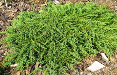 Gen�vrier commun 'Green Carpet' : Taille 30/40 cm - Pot de 3 litres