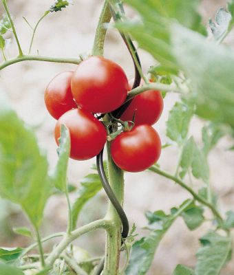 Tuteurs � tomates spirales en inox galvanis� * : 10 pi�ces