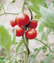 Tuteurs à tomates spirales en inox galvanisé * : 10 pièces