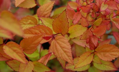 Spir�e Firelight : Taille 25/30 cm - Pot de 3 litres