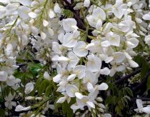 Glycine de Chine 'Alba' : Taille 50/60 cm - Pot de 2 litres