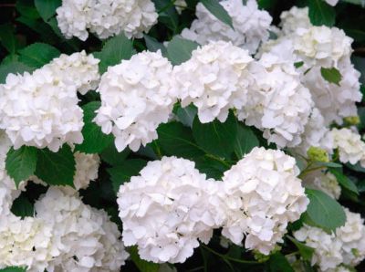 Hydrangea macrophylla Madame Emile Mouill�re : taille 30/40 cm - pot de 3 litres