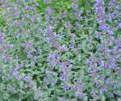 Nepeta, Herbe � chat, Chataire 'Six Hills Giant' : Godet de 9x9 cm - 0,6 litre