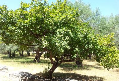 N�flier : Taille 40/60 cm - Racines nues