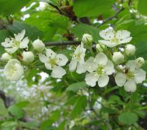 Aubépine Commune : taille 60/90 cm - Racine Nues