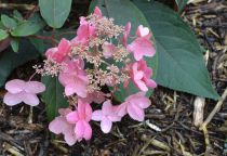 Hydrangea asper Hot Chocolate : Pot de 3 litres