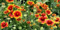 Gaillarde Arizona Sun : Godet de 9x9 cm - 0,6 litre