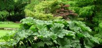 Gunnera Manicata : Godet 9x9 cm