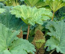 Gunnera Manicata : Godet 9x9 cm