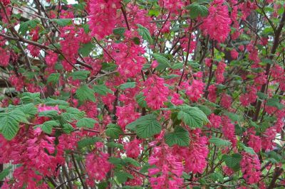 Groseillier � fleurs 'King edward VII' : Taille 40/60 cm - Racine nues