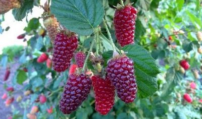 M�rier hybride Tayberry : Taille 30/50 cm - Pot de 2 litres