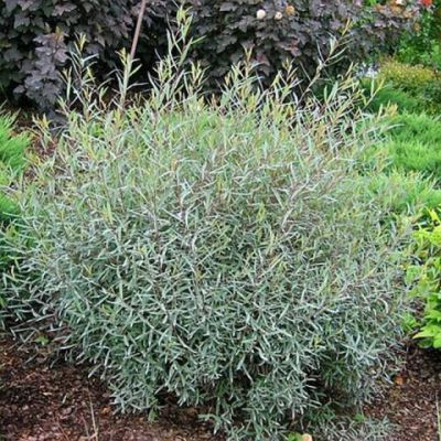 Osier rouge nain / Saule pourpre nain : Taille 30/40 cm - Pot 3 de litres