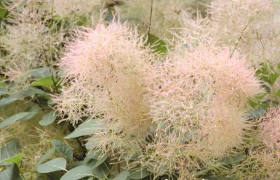 Arbre � Perruques / Barbe de Jupiter : Taille 15/20 cm - Godet de 9 x 9 cm