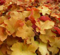 Heuchera Caramel  : Pot de 3 litres