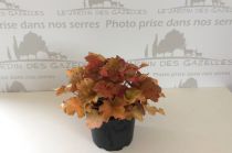 Heuchera Caramel  : Pot de 3 litres