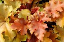 Heuchera Marmelade : Pot de 3 litres