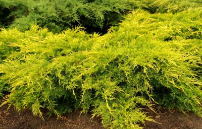 Juniperus media 'Old gold' / Gen�vrier � feuillage jaune rampant : Taille 20/30 cm - Pot de 3 litres