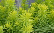 Sedum rupestre 'Angelina' : godet 9x9 cm