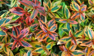 Abelia x Grandiflora Kaleidoscope : Taille 25/30 cm - Pot de 2 litres
