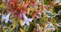 Abelia x Grandiflora Kaleidoscope : Taille 25/30 cm - Pot de 2 litres