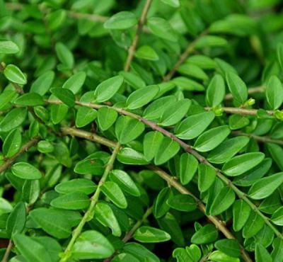 Ch�vrefeuille Pileata : Taille 20/30 cm - Pot 1.5 litres