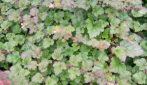 Rubus 'Betty Ashburner' : Godet de 9x9 cm