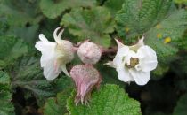 Rubus 'Betty Ashburner' : Godet de 9x9 cm