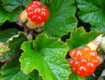 Rubus 'Betty Ashburner' : Godet de 9x9 cm