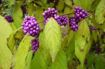 Callicarpa Bodinieri Profusion : Taille 40/60 cm - Pot de 3 litres