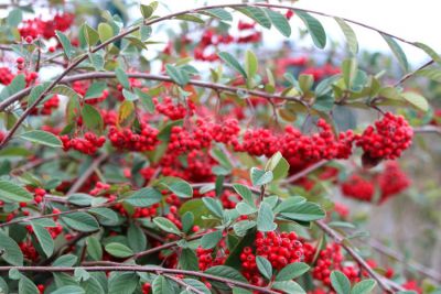 Coton�aster laiteux - Cotoneaster Lacteus : Taille 40/60 cm - Pot 3 litres