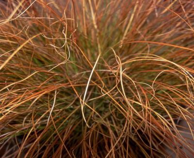 La�che Orange : Godet de 9x9 cm