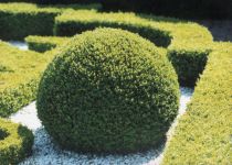 Buis Sempervirens : Taille 30/35 cm - Racines Nues