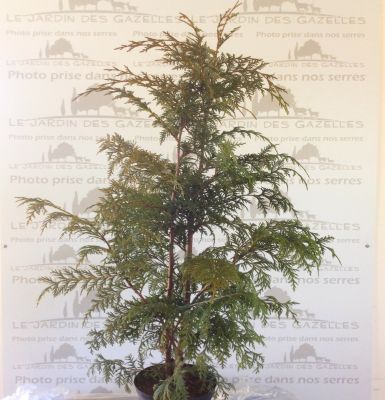 Faux-cypr�s de Nootka : Taille 60/80 cm - Pot 3 litres