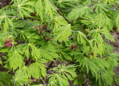 �rable du Japon � feuilles d'aconit : Taille 30/+ cm - Pot de 5 litres