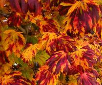 Érable du Japon à feuilles d'aconit : Taille 30/+ cm - Pot de 5 litres