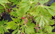 Érable du Japon à feuilles d'aconit : Taille 30/+ cm - Pot de 5 litres