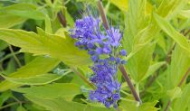 Caryopteris (x) clandonensis ' Worcester Gold ' : Taille 30/40 cm - Pot de 3 litres