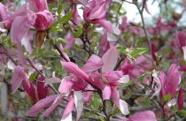 Magnolia 'Betty' : Taille 60/80 cm - Pot de 5 litres